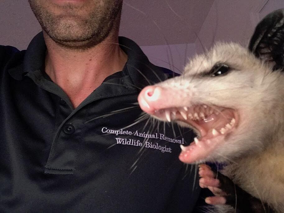 Opossum Removal