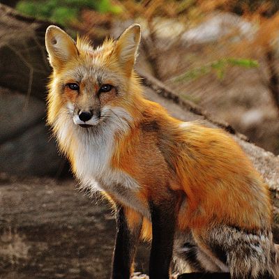 Fox Removal in Kentucky