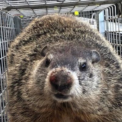 Groundhog Removal in Kentucky