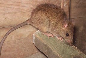 Rat Identification 