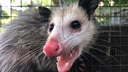 Opossum Removal 