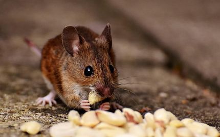 Mice Identification 