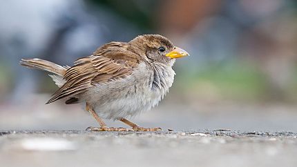 Sparrow Removal 
