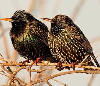 Starling Removal 